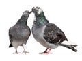 Pigeons kissing and showing their love Royalty Free Stock Photo