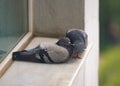 Pigeons kissing while standing on sill. Two pigeon love kiss. Cute couple of beautiful rock dove mating.