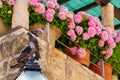 pigeons on the lantern and flowers on the balcony, street view of the old town of Dubrovnik in Croatia, medieval European Royalty Free Stock Photo