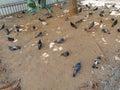 Pigeons large flock on dirt mud square street with tree