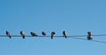 Pigeons in Line Royalty Free Stock Photo