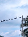 Pigeons line a wire. Royalty Free Stock Photo