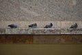 Pigeons lined up at old abandoned Tempelhofer Feld in Tempelhof Berlin Germany