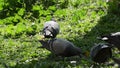 Pigeons looking for food and feeding