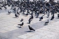 Pigeons looking for food in a paved square, Athens Greece, city center Royalty Free Stock Photo