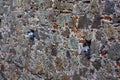 Pigeons in the loopholes of a stone wall in an ancient fortress in Savona, Italy