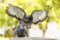 Pigeons in love Royalty Free Stock Photo