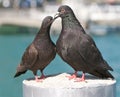 Pigeons in love Royalty Free Stock Photo