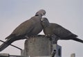 PIGEONS SO IN LOVE Royalty Free Stock Photo