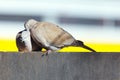 Pigeons love each other Royalty Free Stock Photo