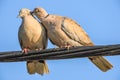 Pigeons in love game Royalty Free Stock Photo