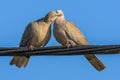 Pigeons in love game Royalty Free Stock Photo