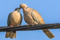 Pigeons in love game Royalty Free Stock Photo