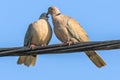 Pigeons in love game