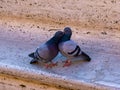 Pigeons in love are kissing on the stairs in Rome Royalty Free Stock Photo