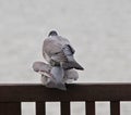 Pigeons in love Royalty Free Stock Photo