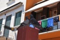 Pigeons love in Venice