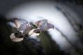 Pigeons in love Royalty Free Stock Photo