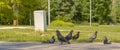 Pigeons lying and walking along the park path .