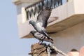 Pigeons Mating, Birds Mating, Mating Pigeons, Mating Doves, Mating Birds Royalty Free Stock Photo