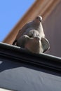 Pigeons mating Royalty Free Stock Photo