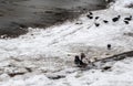 Pigeons on melted snow