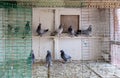 Pigeons in cage Royalty Free Stock Photo