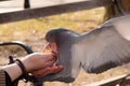 Pigeon Eating Corn From a Woman`s Hand