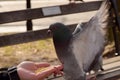 Pigeon Eating Corn From a Woman`s Hand