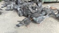 Pigeons near garbage container eat bread