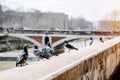 Pigeons near the Tiber river in Rome, Italy.