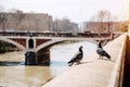 Pigeons near the Tiber river in Rome, Italy.