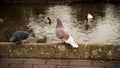 Pigeons near water