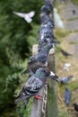 Pigeons on an old railings of a bridge during the rain Royalty Free Stock Photo