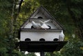 3 pigeons outside the cage made of wood against a tree backdrop