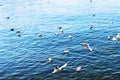 Pigeons over Geneva lake