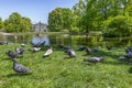 Pigeons and palace Royalty Free Stock Photo