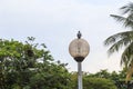 Pigeons in a park, Bangkok Thailand.