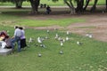Pigeons Park Birds