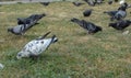 Pigeons in a park.