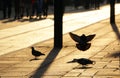 3 Pigeons on pavement in city. A flock of birds, pigeons on city street, on diamond pattern concrete / Summer background
