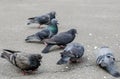 Pigeons peck food on the asphalt. A lot of pigeons. Royalty Free Stock Photo