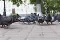 Pigeons peck food