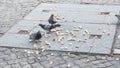 Pigeons pecking