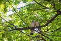 pigeons peel each other feathers among the branches of a tree. Concept of love Royalty Free Stock Photo