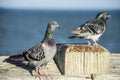 Colorful Pigeons perch on the fishing pier in Florida. Royalty Free Stock Photo