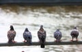 Pigeons perch on rail, Background