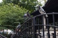 Pigeons Perched on a Fence in Chinatown of New York City