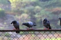 Pigeons perched on a fence