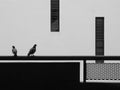 Pigeons perched on railing. Black and white.